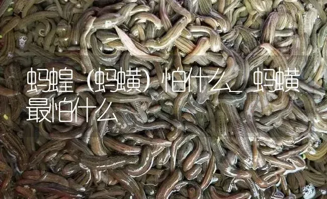 蚂蝗（蚂蟥）怕什么_蚂蟥最怕什么 | 特种养殖