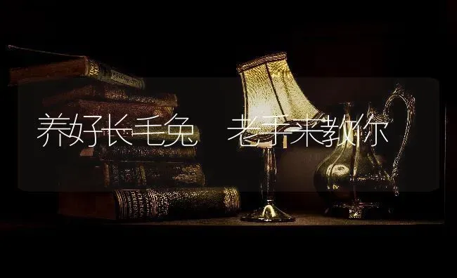 养好长毛兔 老手来教你 | 家畜养殖