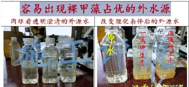 近期南美白对虾异常不要漏检裸甲藻