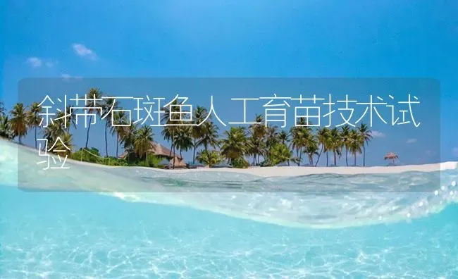 斜带石斑鱼人工育苗技术试验 | 海水养殖