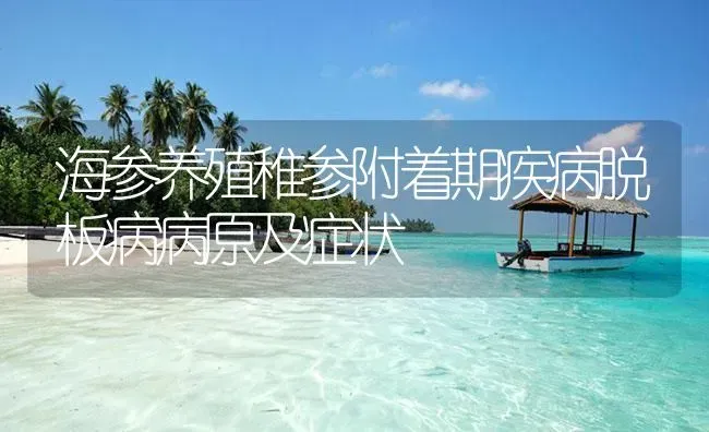 海参养殖稚参附着期疾病脱板病病原及症状 | 海水养殖