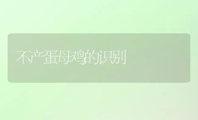 不产蛋母鸡的识别 | 家禽养殖