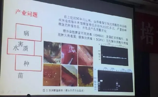 桂花鱼养殖技术培训班心得体会分享