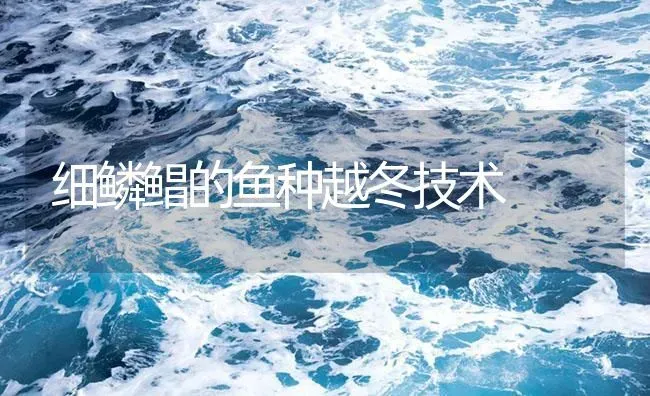 细鳞鲳的鱼种越冬技术 | 海水养殖