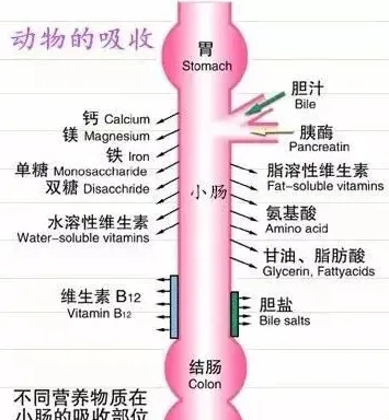 撒糖、撒氮，藻类就一定能吸收？