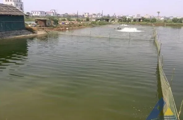 “肥水肽+三环肥水”组合在盲曹鱼养殖池塘肥水一例