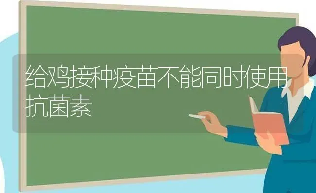 给鸡接种疫苗不能同时使用抗菌素 | 家禽养殖