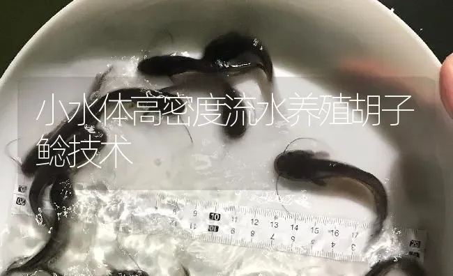 小水体高密度流水养殖胡子鲶技术 | 淡水养殖