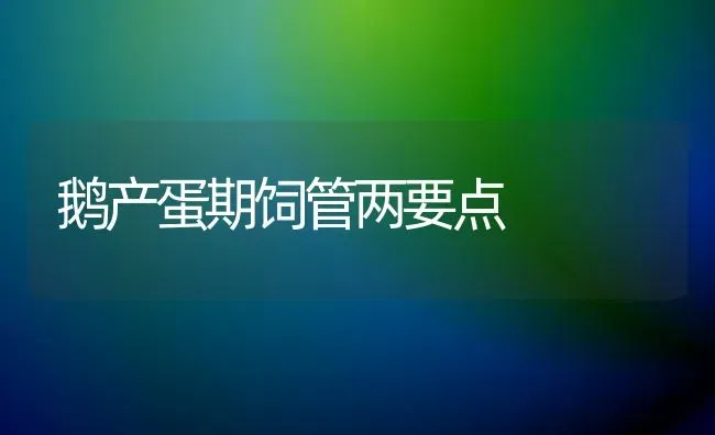 鹅产蛋期饲管两要点 | 家禽养殖