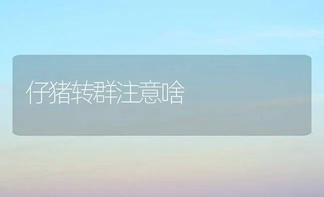 仔猪转群注意啥 | 家畜养殖