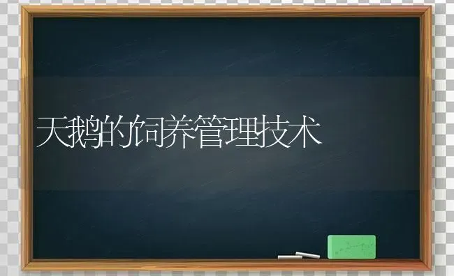 天鹅的饲养管理技术 | 家禽养殖