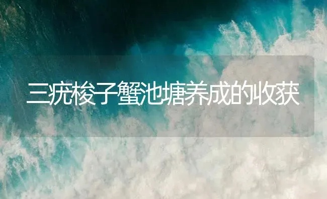 三疣梭子蟹池塘养成的收获 | 海水养殖