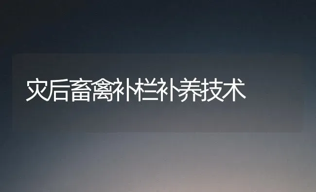 灾后畜禽补栏补养技术 | 家禽养殖