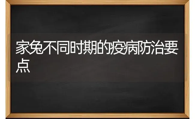 家兔不同时期的疫病防治要点 | 家畜养殖