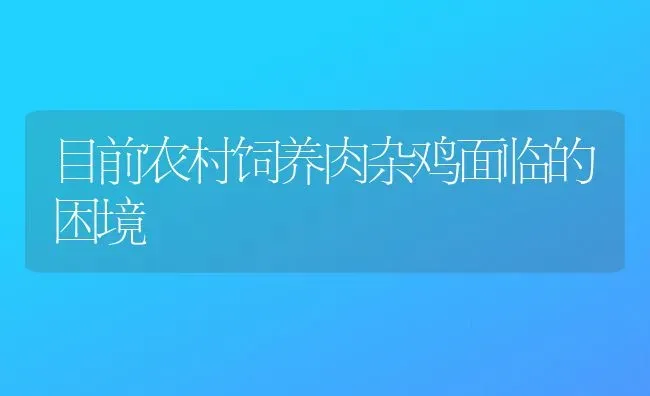 目前农村饲养肉杂鸡面临的困境 | 家禽养殖