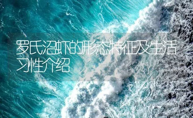 罗氏沼虾的形态特征及生活习性介绍 | 海水养殖