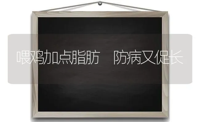 喂鸡加点脂肪 防病又促长 | 家禽养殖