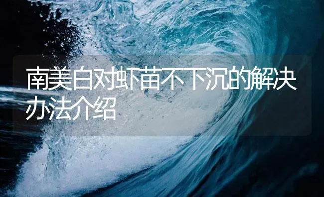 南美白对虾苗不下沉的解决办法介绍 | 海水养殖