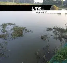 高温季节如何处理池塘水红的问题