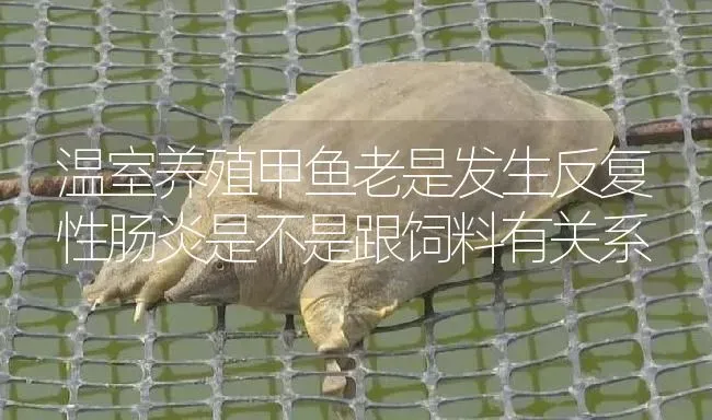 温室养殖甲鱼老是发生反复性肠炎是不是跟饲料有关系 | 淡水养殖