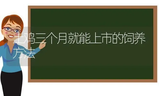 土鸡三个月就能上市的饲养方法 | 家禽养殖
