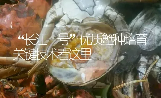 “长江一号”优质蟹种培育关键技术看这里 | 淡水养殖