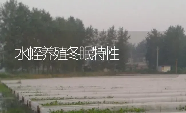 水蛭养殖冬眠特性 | 特种养殖