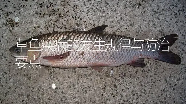 草鱼疾病的发生规律与防治要点 | 淡水养殖