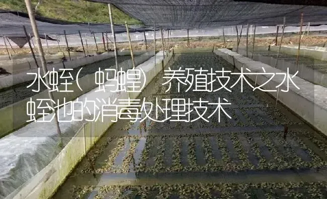 水蛭(蚂蝗)养殖技术之水蛭池的消毒处理技术 | 特种养殖