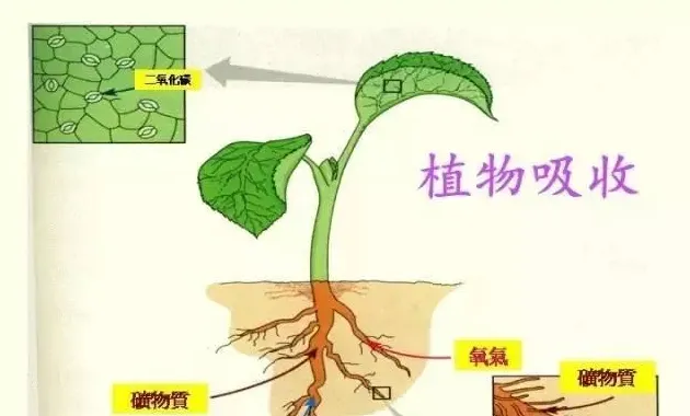 撒糖、撒氮，藻类就一定能吸收？