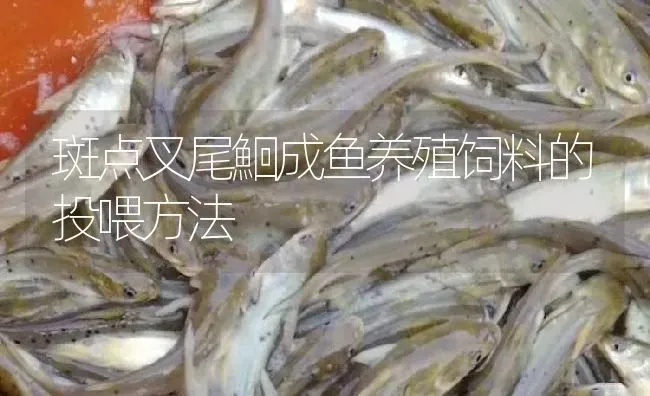 斑点叉尾鮰成鱼养殖饲料的投喂方法 | 淡水养殖