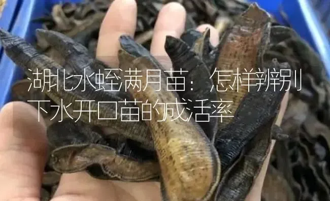 湖北水蛭满月苗：怎样辨别下水开口苗的成活率 | 特种养殖