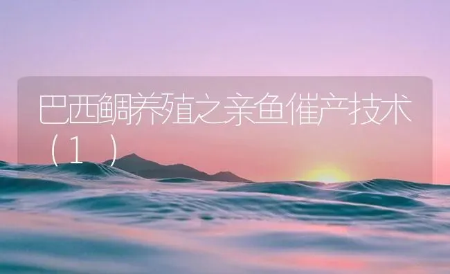巴西鲷养殖之亲鱼催产技术（1） | 海水养殖