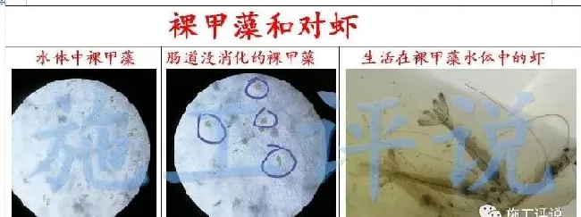 近期南美白对虾异常不要漏检裸甲藻