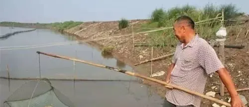 高温多雨季节南美白对虾养殖注意事项