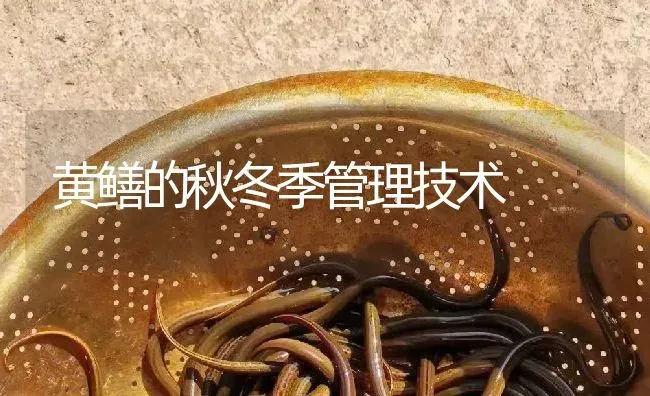 黄鳝的秋冬季管理技术 | 淡水养殖