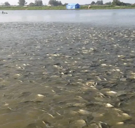 高温季节要想鱼儿吃食好，核心是池塘溶解氧的保证