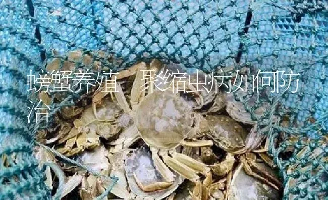 螃蟹养殖－聚缩虫病如何防治 | 淡水养殖