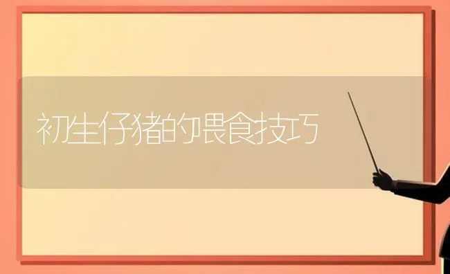 初生仔猪的喂食技巧 | 家畜养殖