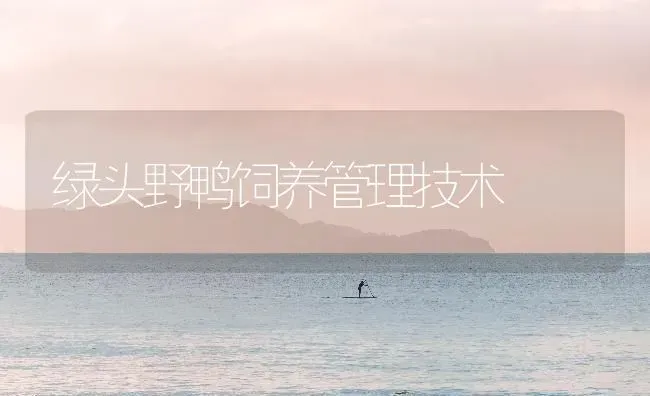 绿头野鸭饲养管理技术 | 家禽养殖
