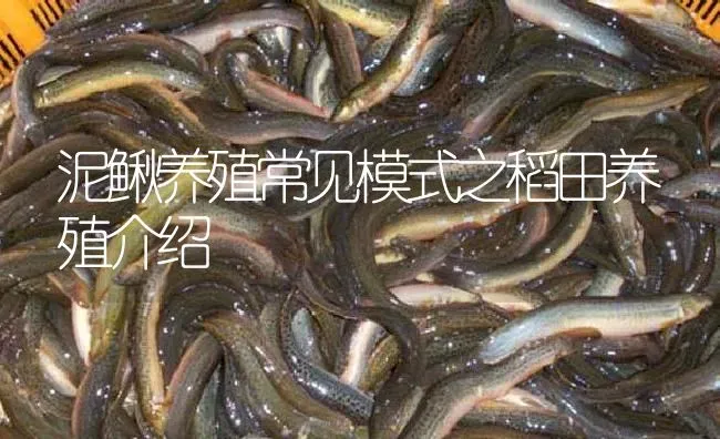 泥鳅养殖常见模式之稻田养殖介绍 | 淡水养殖
