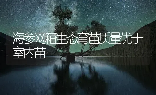 海参网箱生态育苗质量优于室内苗 | 海水养殖