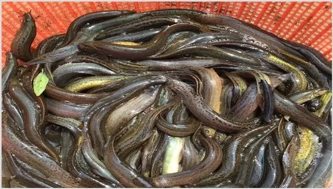 如何提高泥鳅的成活率？养泥鳅注意事项 | 养殖知识