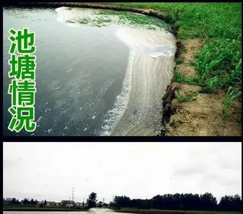 天气突变造成混养塘草鱼鲫鱼急性缺氧浮头倒藻