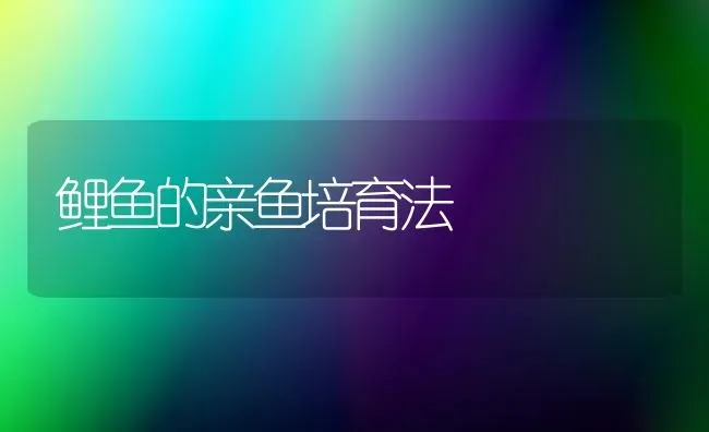 鲤鱼的亲鱼培育法 | 淡水养殖