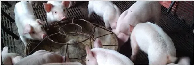 育肥猪的饲料配比怎么做？ | 养殖知识