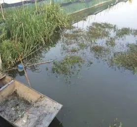 高温季节如何处理池塘水红的问题
