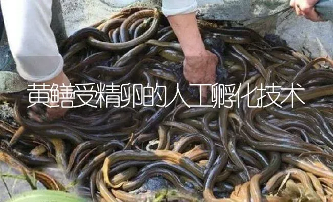 黄鳝受精卵的人工孵化技术 | 淡水养殖