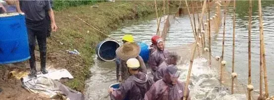 粤海草鱼料，一包料多大3斤鱼，月长速多达二两