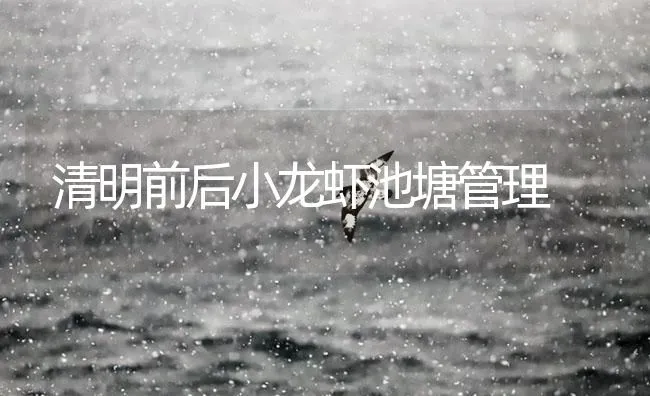 清明前后小龙虾池塘管理 | 海水养殖